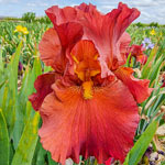 Reblooming Bearded Iris Collection