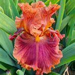 Chestnuts Roasting Bearded Iris