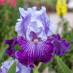 Glacier Melt Reblooming Bearded Iris