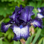 Oreo Bearded Iris