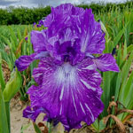 Out of Control Bearded Iris