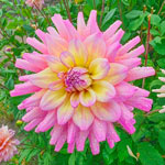 Bahama Mama Dahlia