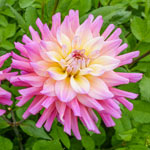 Bahama Mama Dahlia