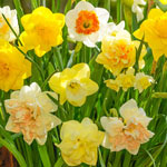 Mid Spring Flowering Daffodil Mixture
