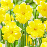 Belcanto Daffodil