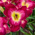 Summertime Sweets Reblooming Daylily Collection