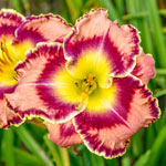 Ultimate Kaleidoscope of Colour Daylily Collection