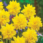Tête Deluxe Daffodil