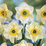 Lancaster Daffodil