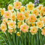Peachy Dream Daffodil