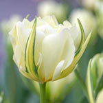 White Valley Tulip