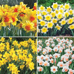 Amazing Naturalizing Daffodil Collection