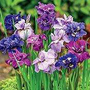 Double-Flowered Siberian Iris Mixture