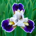 Dwarf Bearded Iris Collection