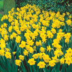 Best Daffodils for Naturalizing Collection