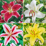 Lily Mixtures & Collections