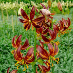 Turk's Cap Lily Collection