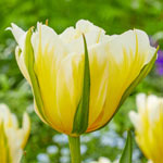 Sweet Valley Tulip