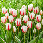 Salsa Tulip