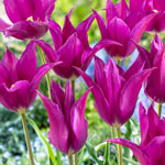 Purple Dream Tulip