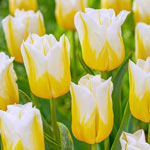 Flaming Agrass Tulip