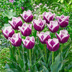 Charoite Tulip