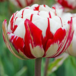Carnaval de Nice Tulip