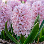 China Pink Hyacinth 
