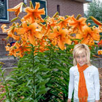 Orange Space Lily Tree