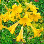 Golden Splendor Lily 