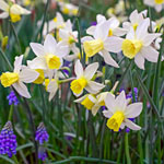 Sailboat Daffodil 