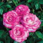 Miss Congeniality™ Grandiflora Rose