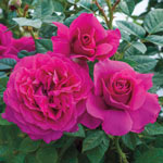 Pretty Lady Rose™ Downton Abbey® Hybrid Tea Jumbo Rose