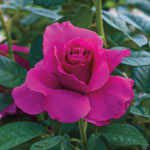 Pretty Lady Rose™ Downton Abbey® Hybrid Tea Jumbo Rose