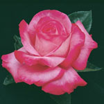 Elizabeth Taylor Hybrid Tea Rose