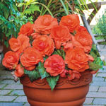 Superba Low-Growing Double Begonia Collection