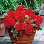 Superba Low-Growing Double Begonia Collection