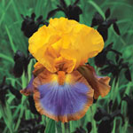 Megabucks Bearded Iris