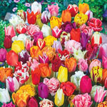 2 Months of Spring Carnival™ Tulip Mixture