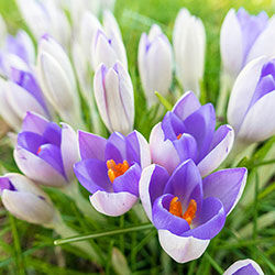 Breck's Flower Bulbs - Direct to you from Holland since 1818