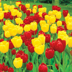 Long-Stemmed Perennial Tulip Duet Super Sak®