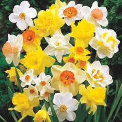 Mixed Daffodil Super Sak®