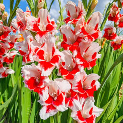 Japonica Gladiolus