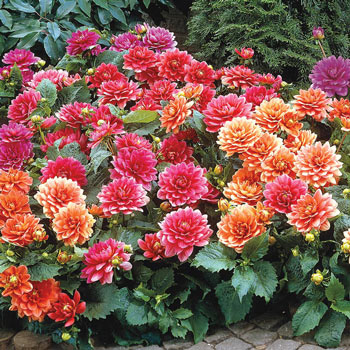 Border Dahlias Mixed