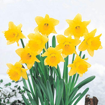 Rijnveld's Early Sensation Daffodil