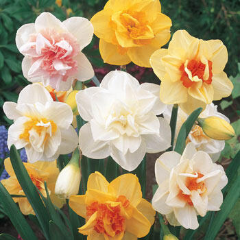 Double Daffodil Mixture