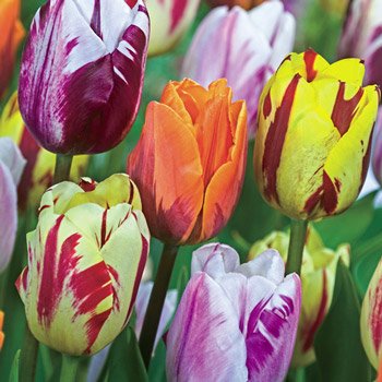 Flaming Beauties™ Tulip Mixture
