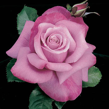 Neptune™  Hybrid Tea Rose