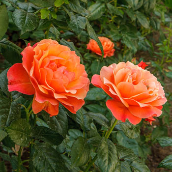 Livin' Easy<sup>™</sup> Floribunda Rose