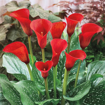Red Alert<sup>®</sup> Calla Lily 